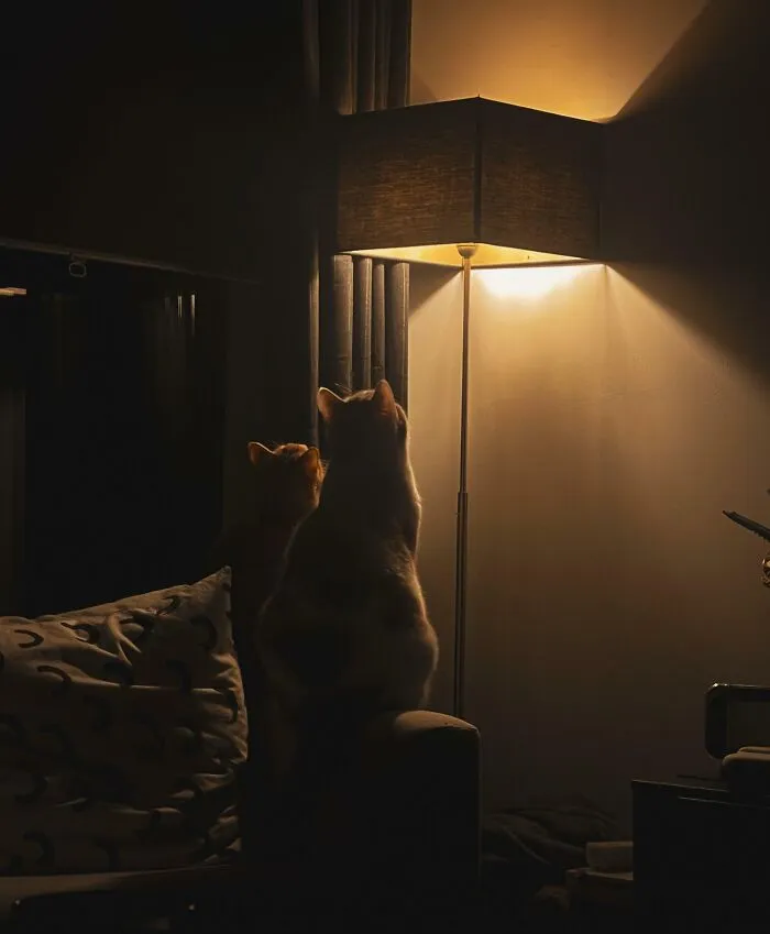 Bug Inside Lamp (2023)