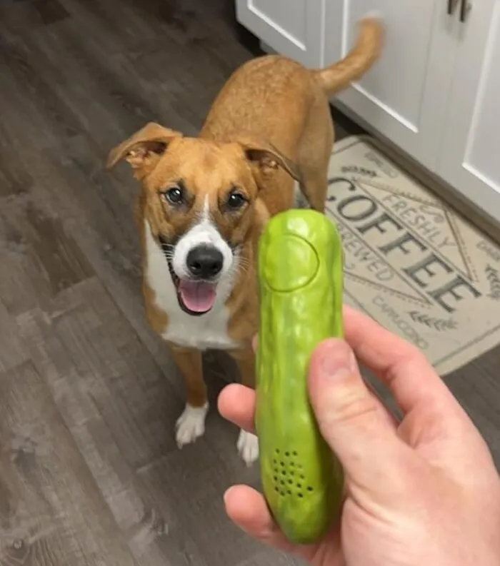 Dog excitedly looks at a person holding a novelty pickle toy indoors, adding humor to their day.