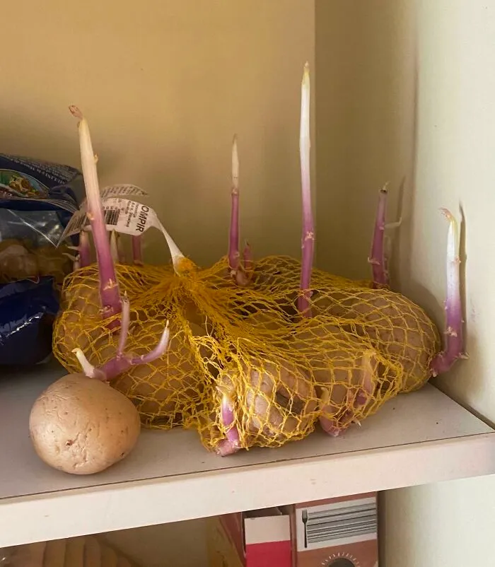 My Roommates Potatoes…