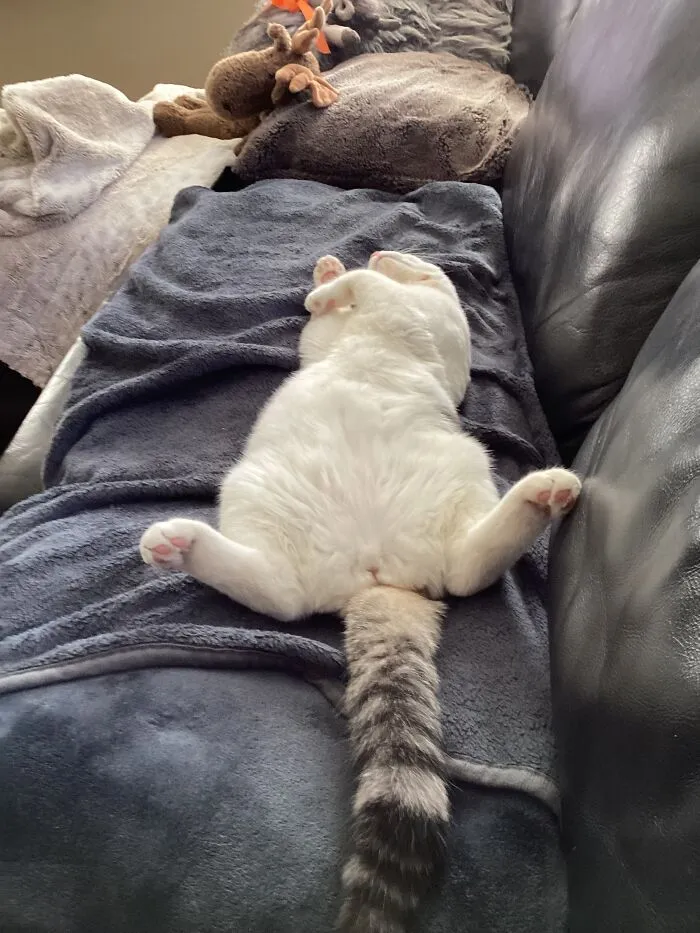 Tink Sleeps Crazy