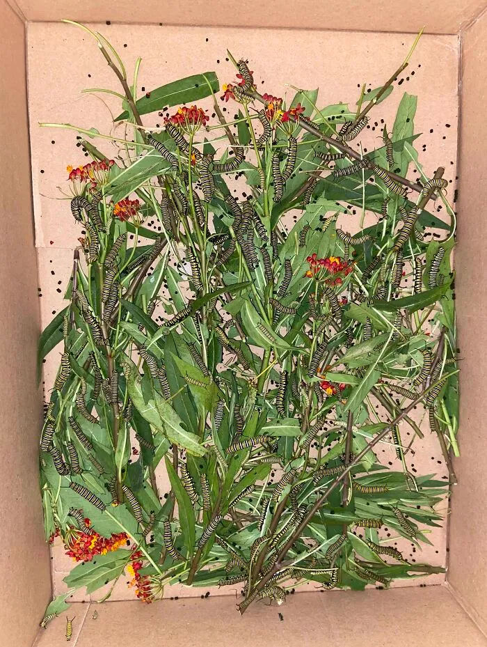 Raising Caterpillars. A Lot Of People Told Me That This Picture Looks Like A Painting