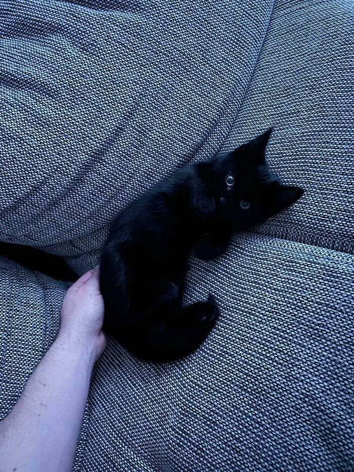 Not Sure If I Adopted A Cat Or A Bat