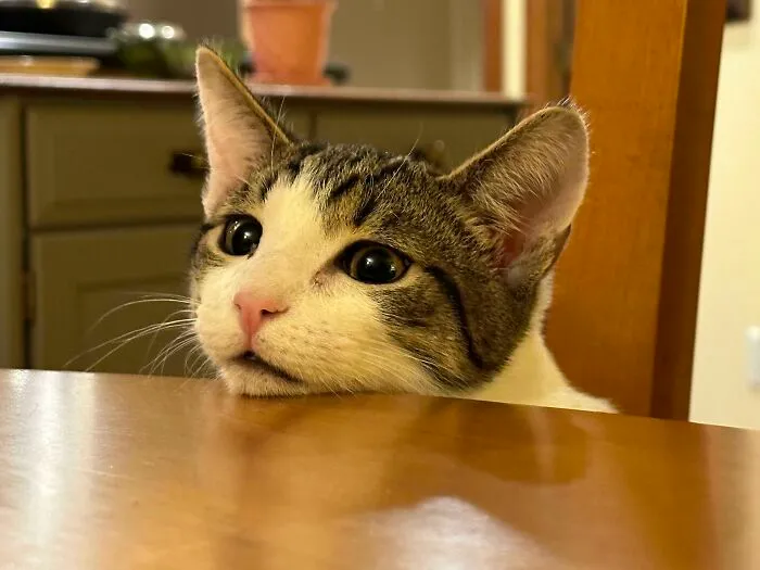 What Should I Wish For? I've Been Adopted. All My Wishes Have Come True