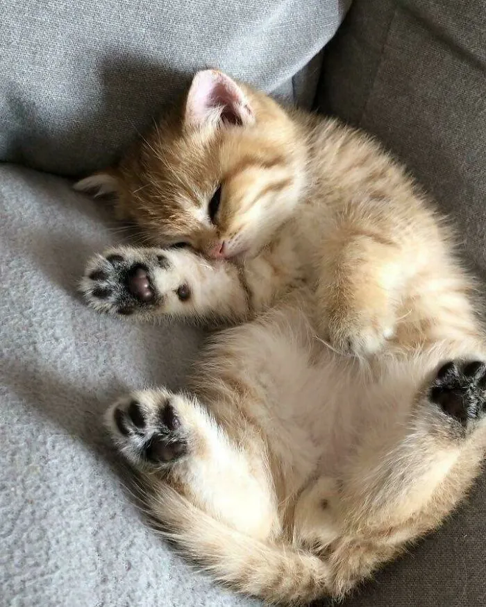 I Adopted This Kitten Yesterday, And This Is The Cutest Photo I'ver Ever Seen!