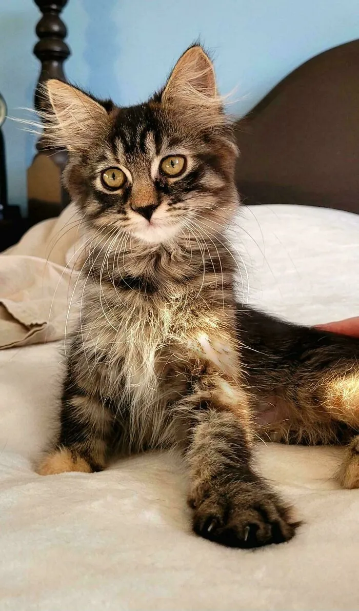 Our Newly Adopted Fluffy Girl, Nutmeg