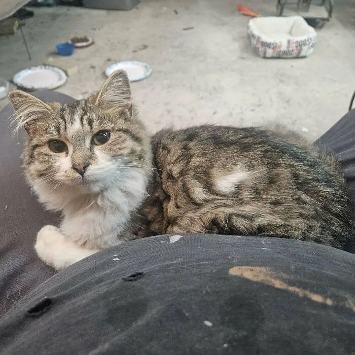 Rescued This Semi-Feral Girl From The Lot Behind My Workshop. Meet Blanche, Everyone!