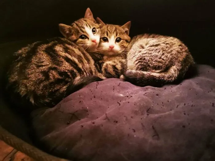 Rescued Brothers