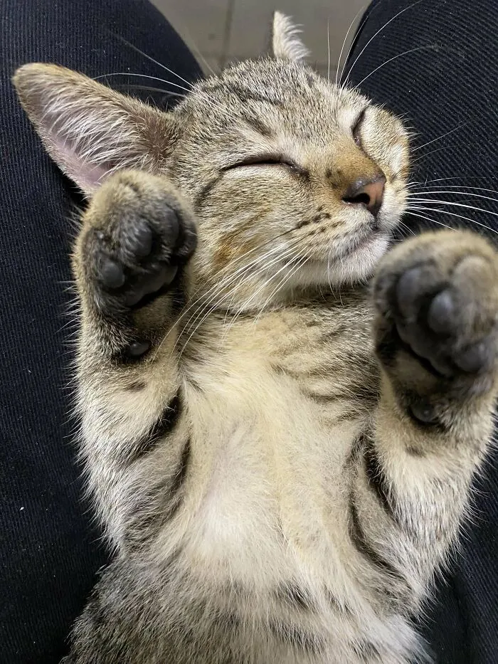 A Colleague Rescued Her After A Heavy Rain, And I Decided To Adopt Her As My First Cat 3 Weeks Ago. This Is How She Looks Now. Her Name Is Stormy