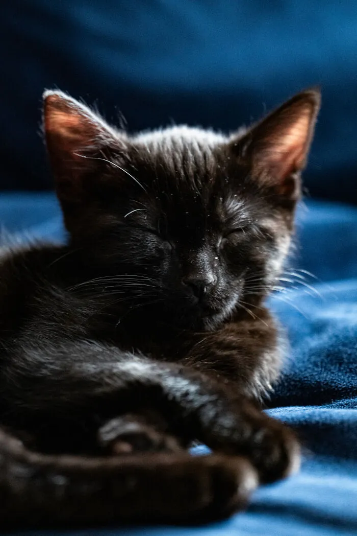 This Weekend I Adopted The Sweetest Little Kitten!