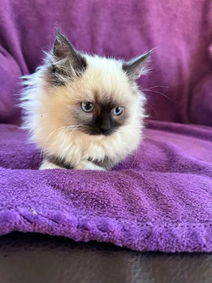 Friend Just Got Adopted This Kitten. What Are Some Names For This Little Man?