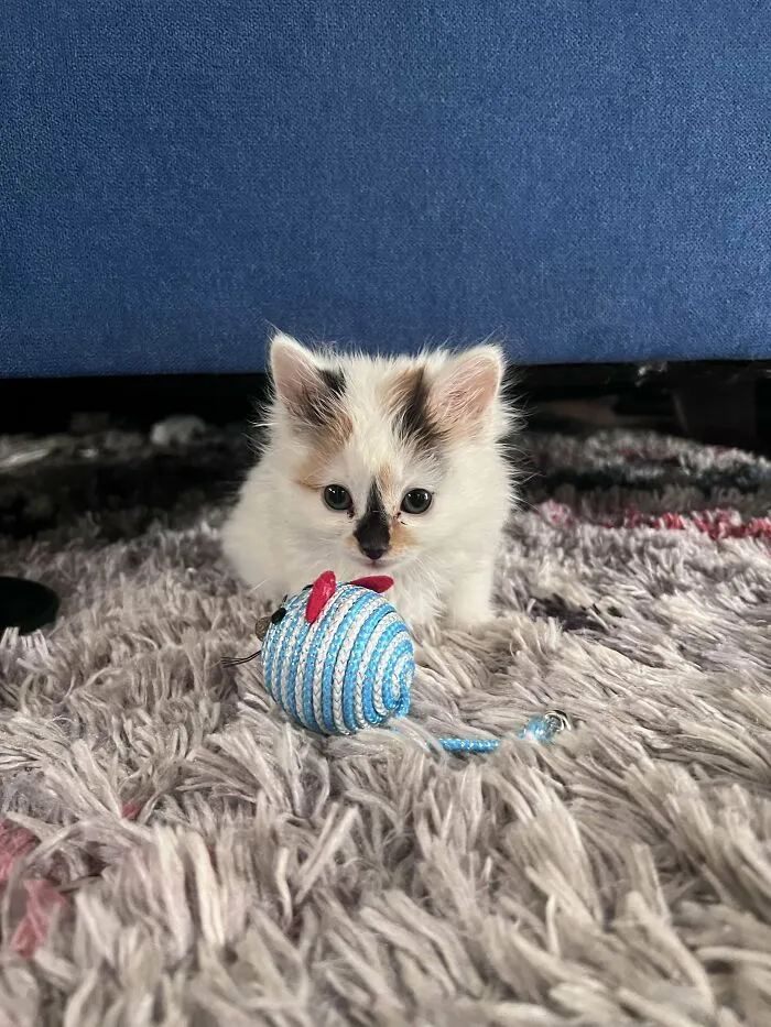 My First Adopted Cat Millie