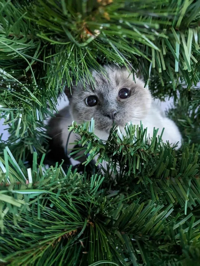 First Christmas... She Thinks She Is An Ornament!