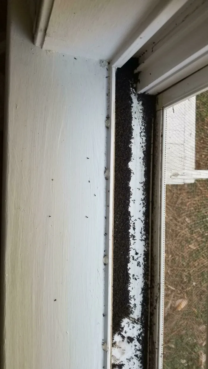 I Recently Moved Into A New House. Today Was A Nice Day, So I Decided To Open The Window