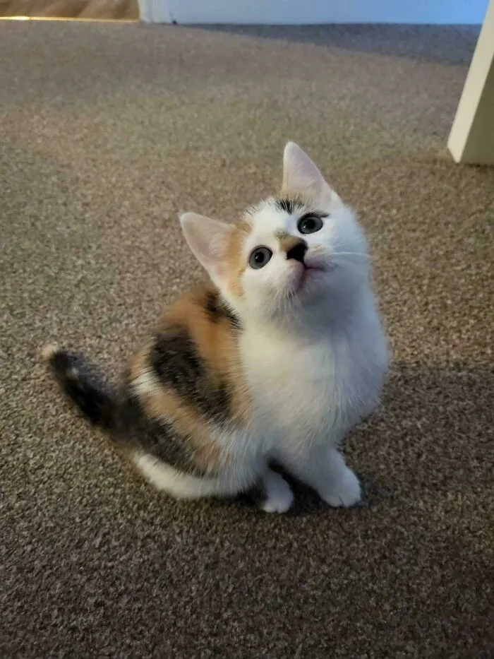 I Rescued This Calico Baby And Can’t Imagine My Life Without Her Now🥰