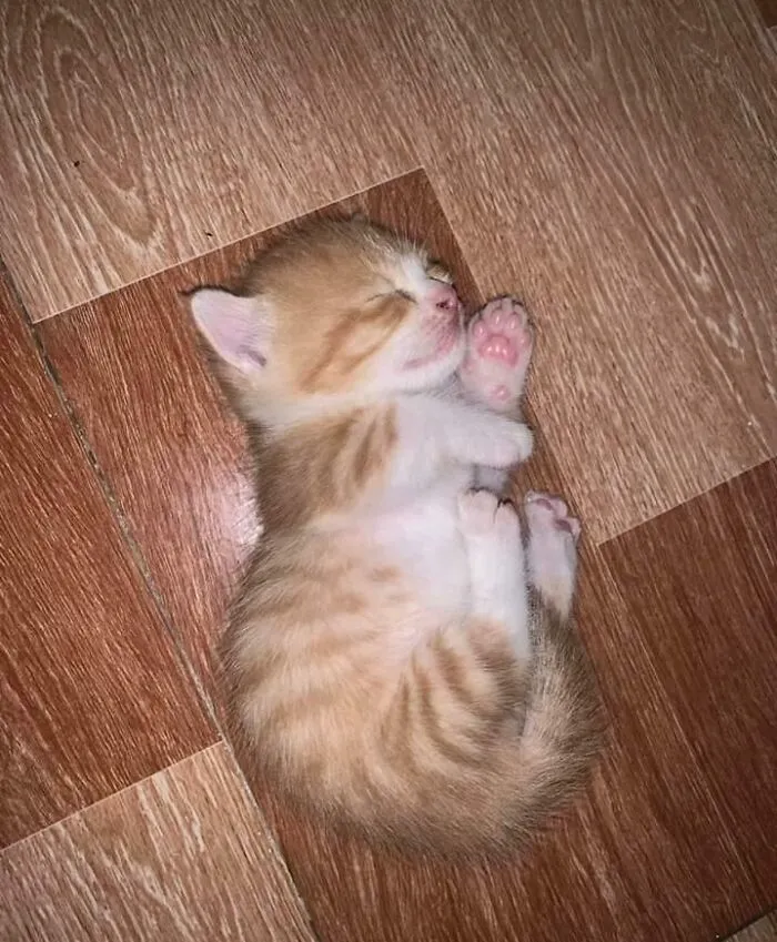 This Is The Kitten I Just Adopted