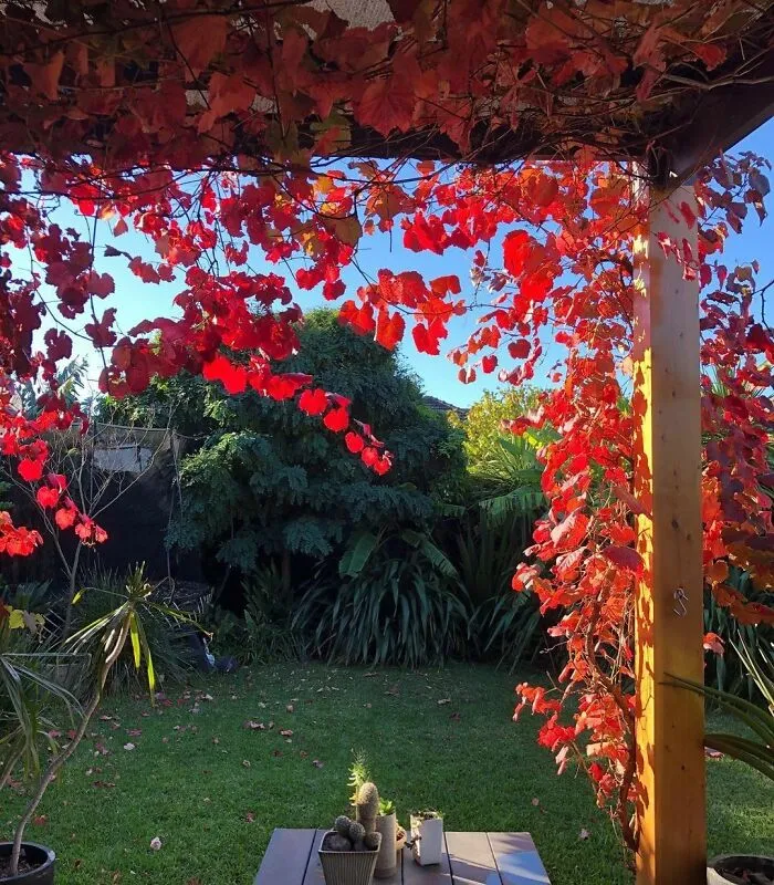 Ornamental Vines For Decoration