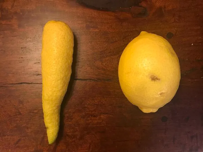 Limón de nuestro árbol que parece una zanahoria