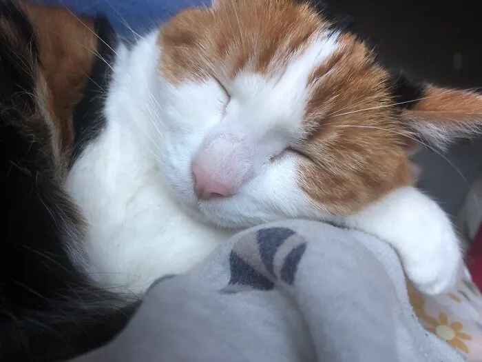 Daisy Fell Asleep On My Arm This Morning