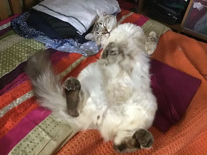 Airing Out The Trouble Puffs