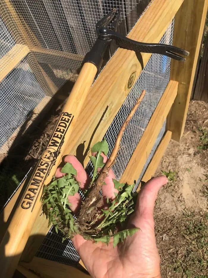 Getting Down On Hands And Knees To Pull Weeds Is A Young Person's Game, And <a Style="Display:inline;" Href="Https://Www.amazon.com/Dp/B001d1ffza?ascsubtag=7418597%2c24%2c74%2cd%2c0%2c0%2c0%2c0%3a0%2c30670994%2c0%2c0%2c0&th=1&linkcode=ll1&tag=bpdolphin-20&linkid=6bab6f9507e032c95c155cfa3f2ec515&language=en_us&ref_=as_li_ss_tl " Target="_blank">  <span Style="Font: Inherit; Color: #d74b1f;"> Grampa's Weeder </Span> Lets Dad Tackle The Whole Garden From A Standing Position Like The Seasoned Professional He Is