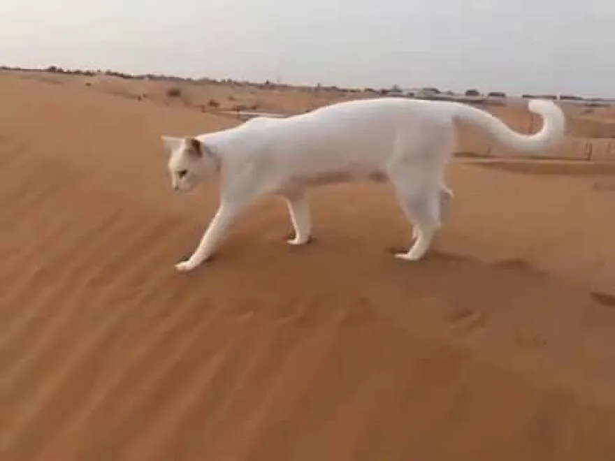 Amazing Cat Registering