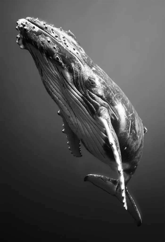 "The Gaze Of The Whale" By Wen Hua Chen