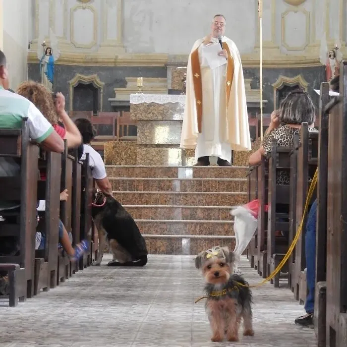 Loving Priest Turns Church Services Into Adoption Fairs For Stray Dogs (21 New Pics)