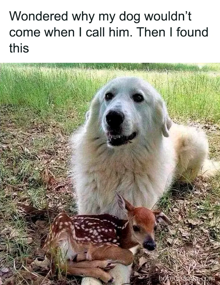 He Protect