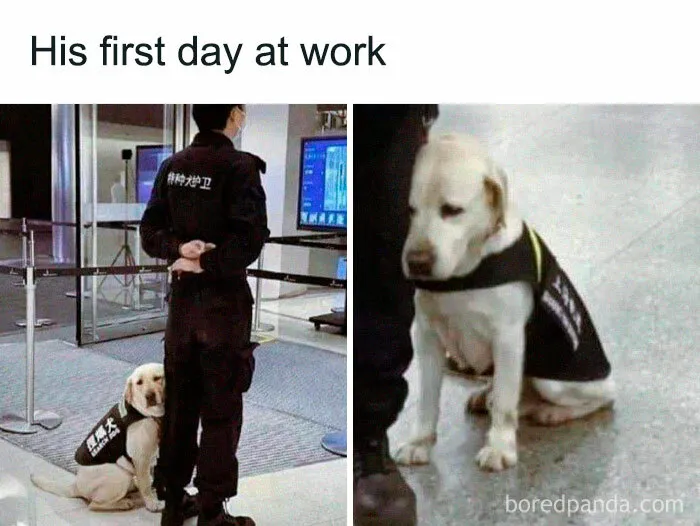 He Has An Emotional Support Human