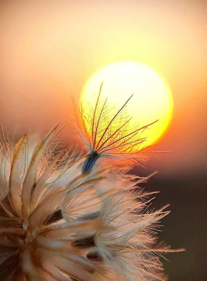 Sunset Stories: 17 Pics Of People's Silhouettes, Plants And Insects By This Photographer