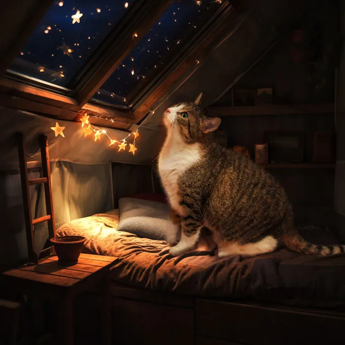 I Am A Photographer Who Created 16 Portraits Of Adoptable Cats Living In Their Dream Houses In Photoshop