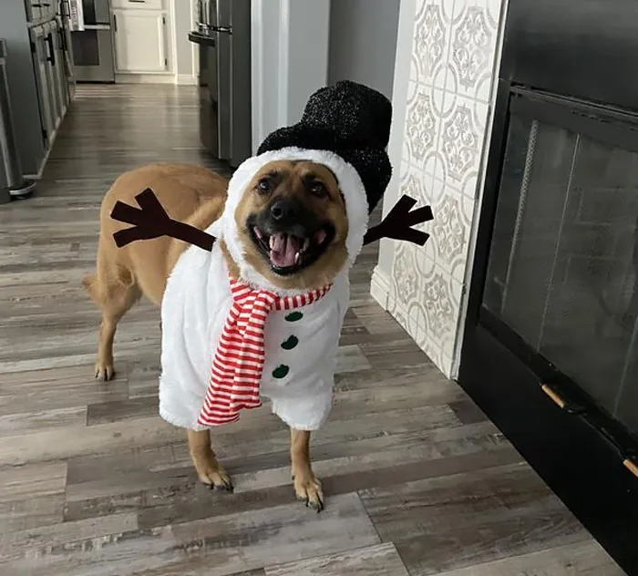 Strut Into The Season With A Front Walking Snowman Dog & Cat Costume – Making Every Walk A Frosty And Fun Parade!