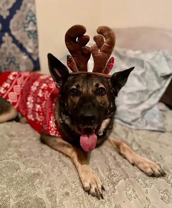 Make Your Dog Or Cat The Belle (Or Bell) Of The Ball With An Antler Headband & Bell Collar - Share The Joy, One Jingle At A Time!