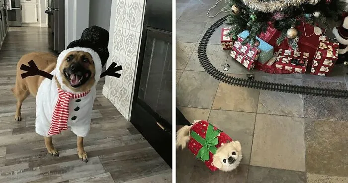 10 Best Pet Costumes to Spread Holiday Cheer