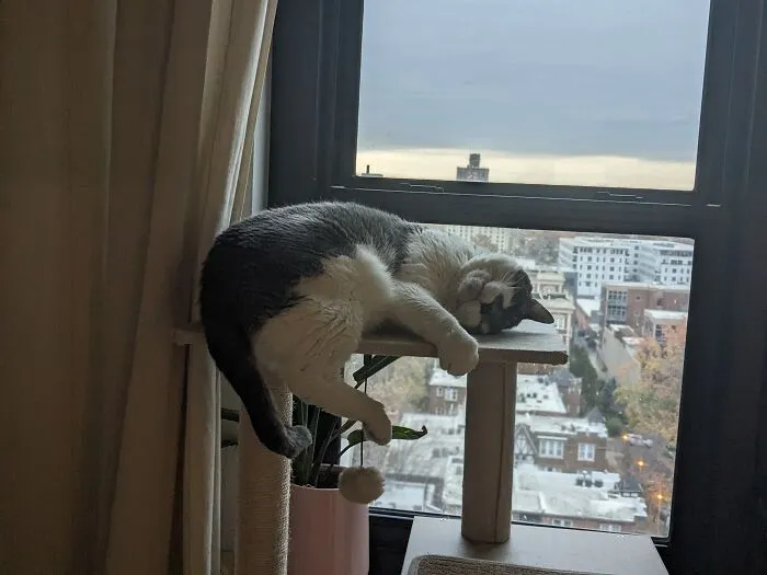 Don't Worry, He Did Not Fall!