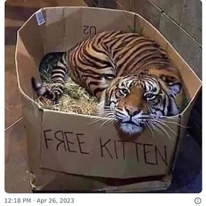 Dedicated Feline Enthusiast