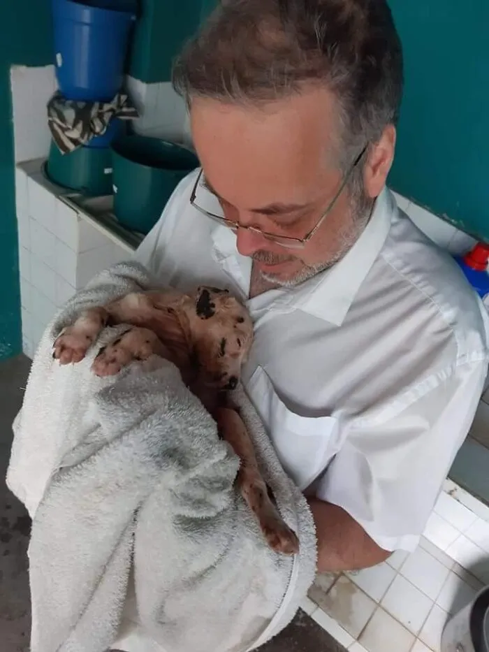 Loving Priest Turns Church Services Into Adoption Fairs For Stray Dogs (21 New Pics)