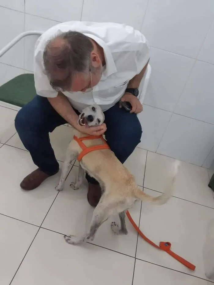 Loving Priest Turns Church Services Into Adoption Fairs For Stray Dogs (21 New Pics)