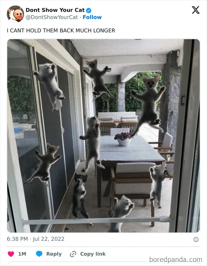 “Don’t Show Your Cat”: 40 Chucklesome Cat Pics And Memes Shared By This X Page