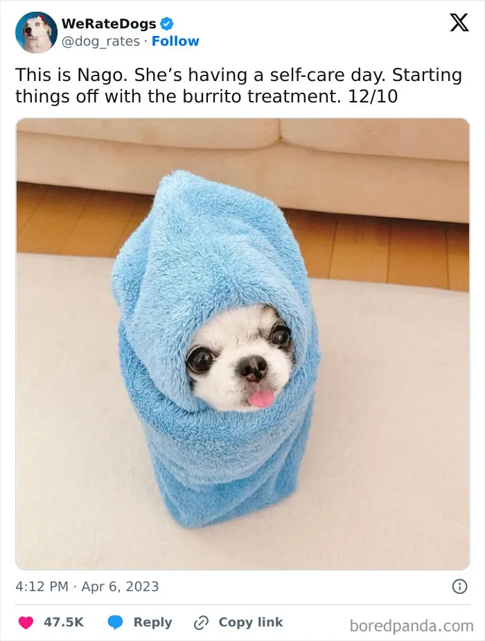 50 Hilariously Wholesome Dog Ratings To Brighten Up Your Day (New Pics)
