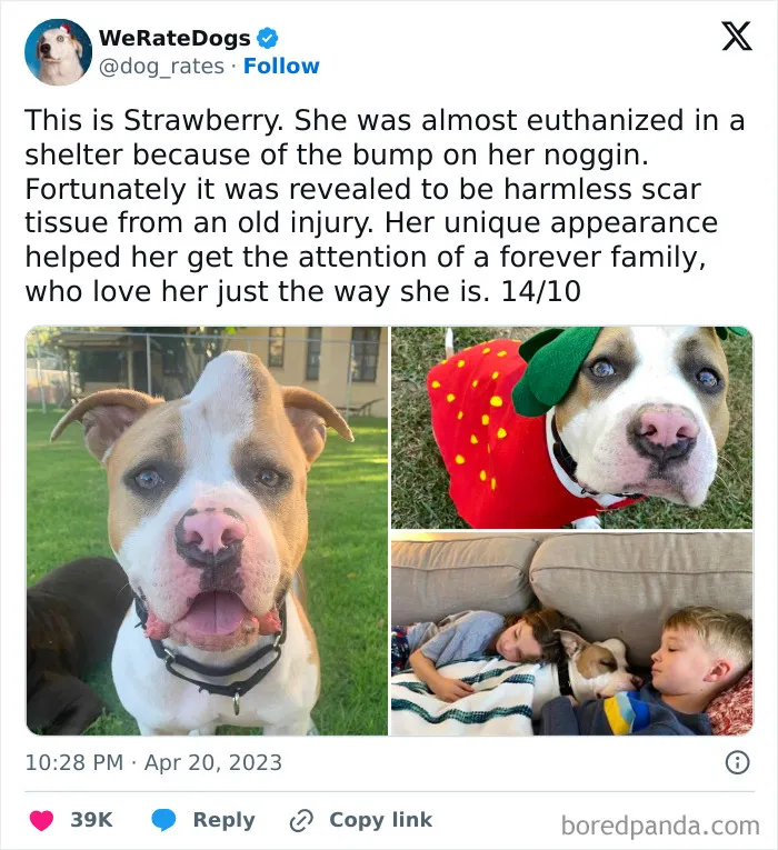 50 Hilariously Wholesome Dog Ratings To Brighten Up Your Day (New Pics)