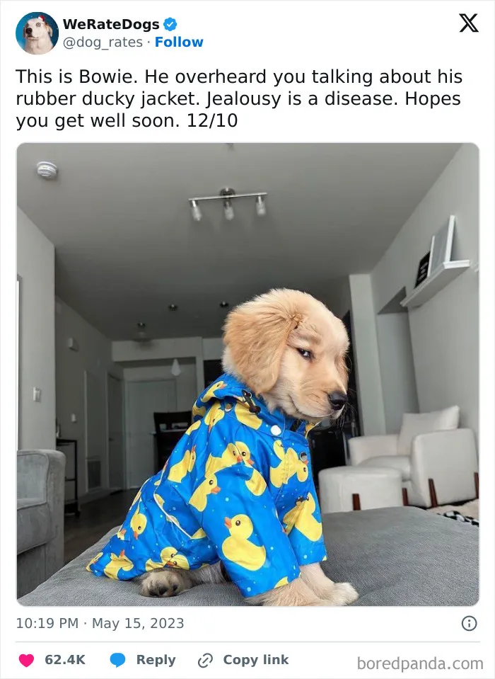 50 Hilariously Wholesome Dog Ratings To Brighten Up Your Day (New Pics)