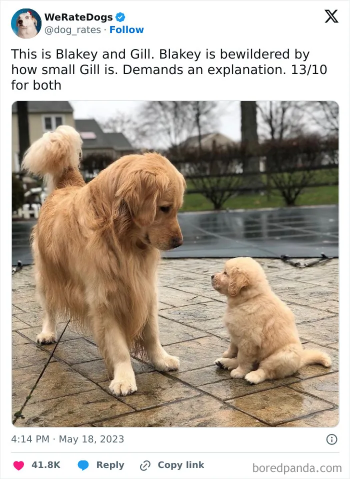 50 Hilariously Wholesome Dog Ratings To Brighten Up Your Day (New Pics)