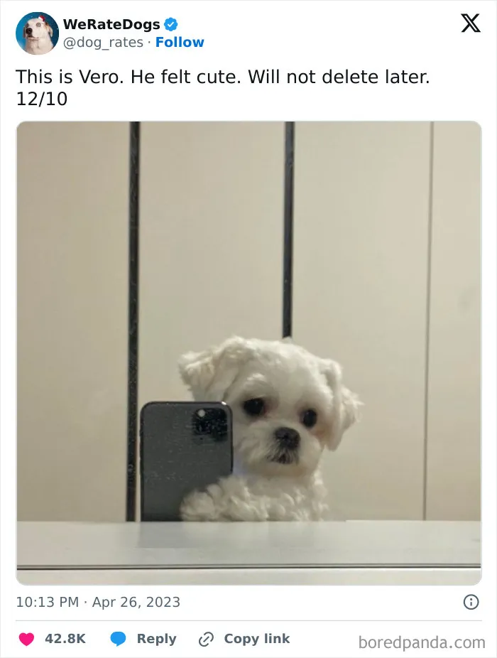 50 Hilariously Wholesome Dog Ratings To Brighten Up Your Day (New Pics)
