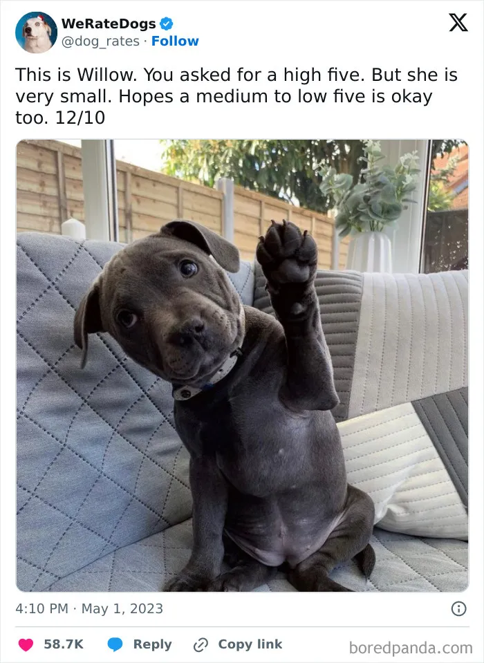 50 Hilariously Wholesome Dog Ratings To Brighten Up Your Day (New Pics)