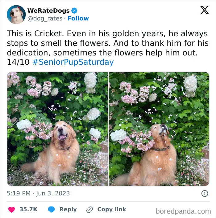 50 Hilariously Wholesome Dog Ratings To Brighten Up Your Day (New Pics)