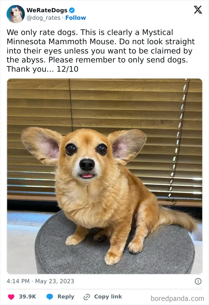 50 Hilariously Wholesome Dog Ratings To Brighten Up Your Day (New Pics)