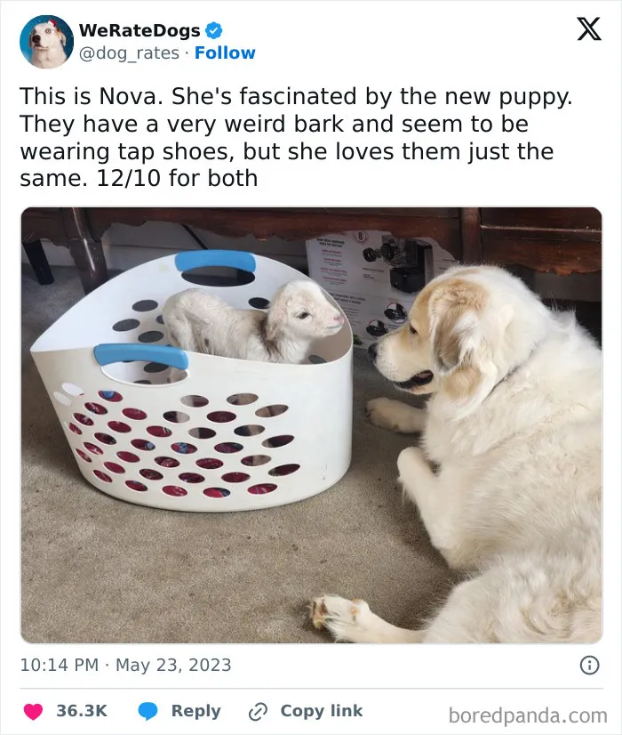 50 Hilariously Wholesome Dog Ratings To Brighten Up Your Day (New Pics)