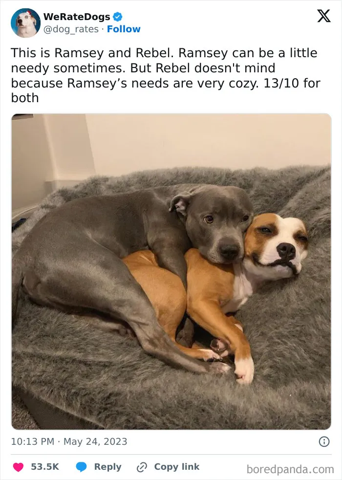 50 Hilariously Wholesome Dog Ratings To Brighten Up Your Day (New Pics)