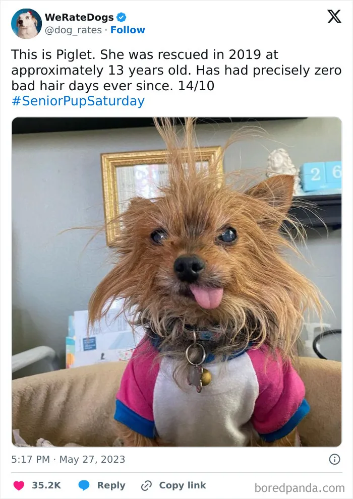 50 Hilariously Wholesome Dog Ratings To Brighten Up Your Day (New Pics)